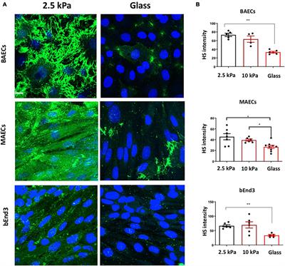 Matrix Stiffness Affects Glycocalyx Expression in Cultured Endothelial Cells